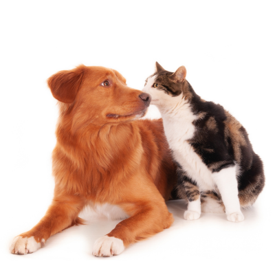 Pet GPS Tracker